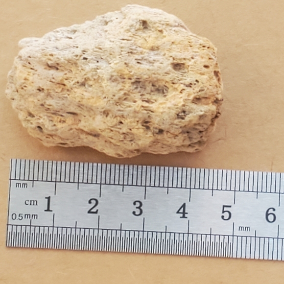 🦣FOSSILS FOR KIDS🦖 - Picture 13 of 14